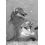 Userbild von Dolphin